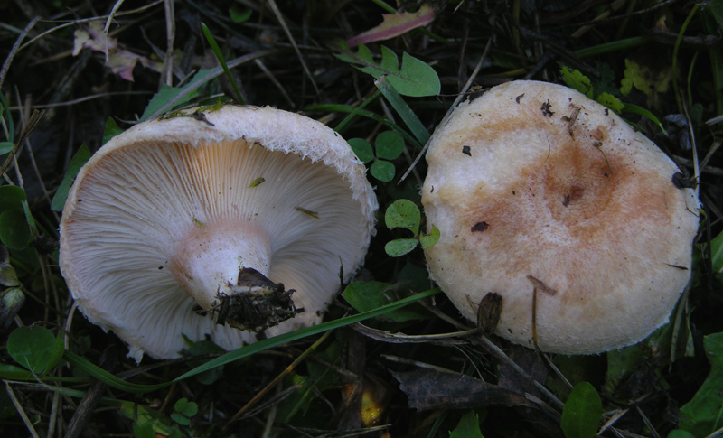 Lactarius da determinare (Cfr. L. pubescens)